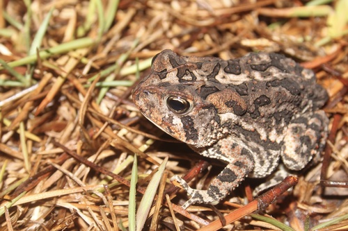 Southern Toad, photo 7 of 10