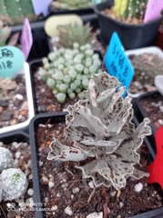 Kalanchoe