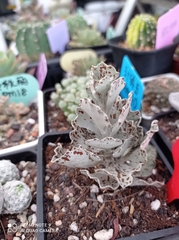 Kalanchoe