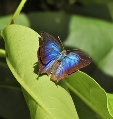 Arhopala madytus