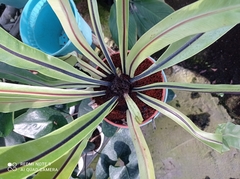 Asplenium nidus