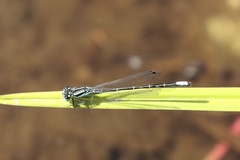 Ischnura perparva