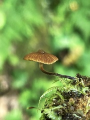 Galerina triscopa