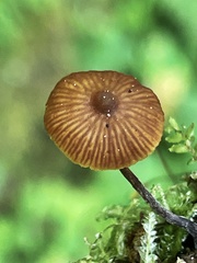 Galerina triscopa