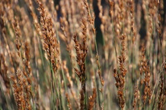 Thamnochortus bachmannii