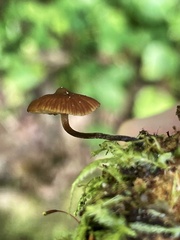 Galerina triscopa