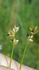 Carex tenuiflora