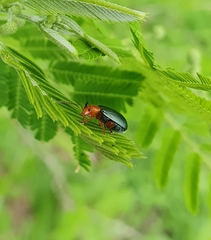 Phrynocepha