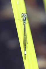 Ischnura perparva