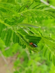 Phrynocepha
