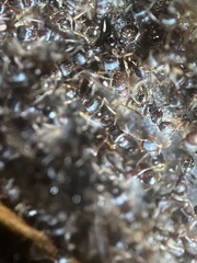 Tetramorium immigrans