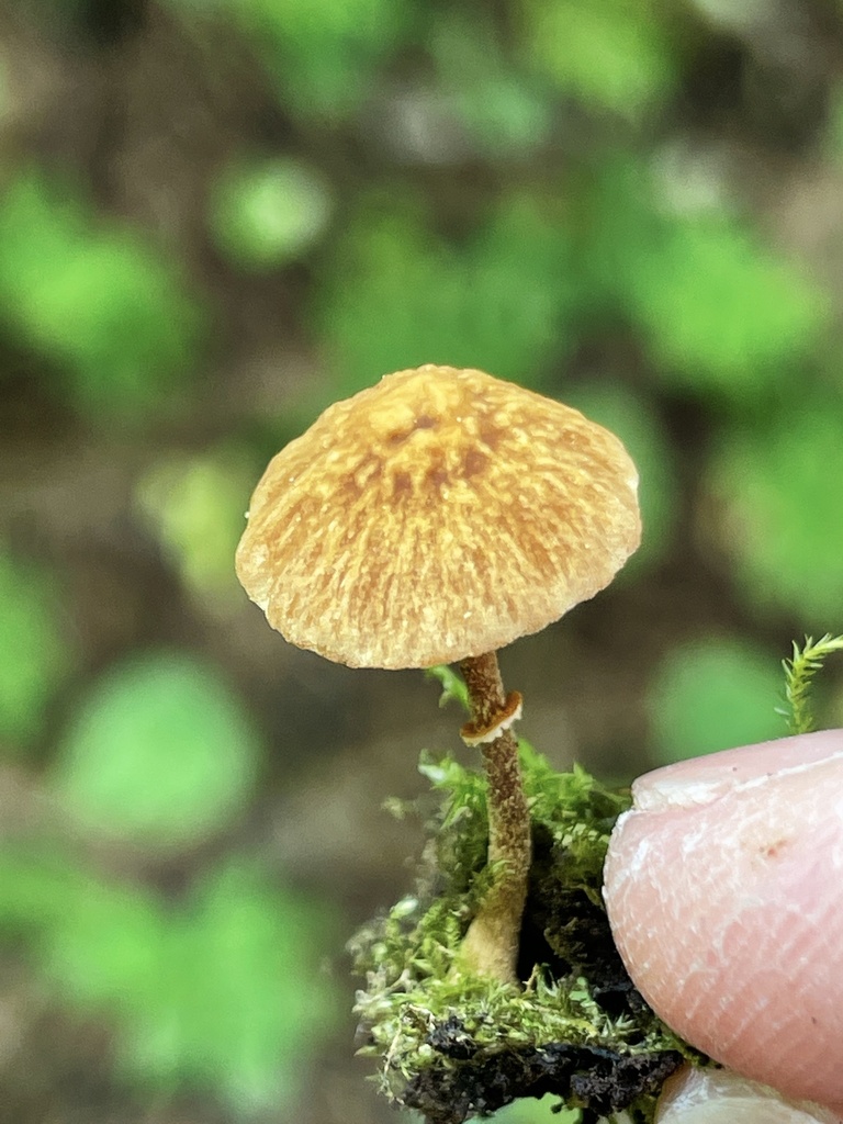 Pholiotina sp. 'rugosa-PNW02'