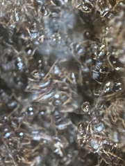 Tetramorium immigrans