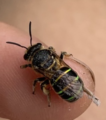 Nomia strigata