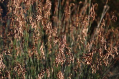 Thamnochortus bachmannii
