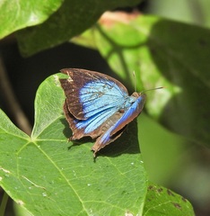Arhopala madytus