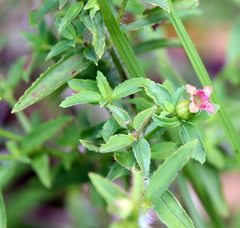 Rhexia mariana mariana