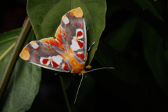 Hypsidia erythropsalis