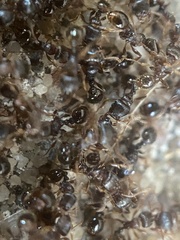 Tetramorium immigrans