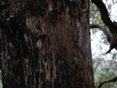 Eucalyptus eugenioides