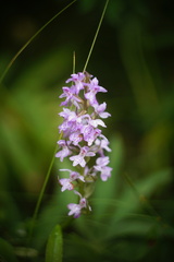 Dactylorhiza majalis baltica