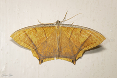 Thinopteryx crocoptera
