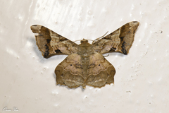 Krananda oliveomarginata