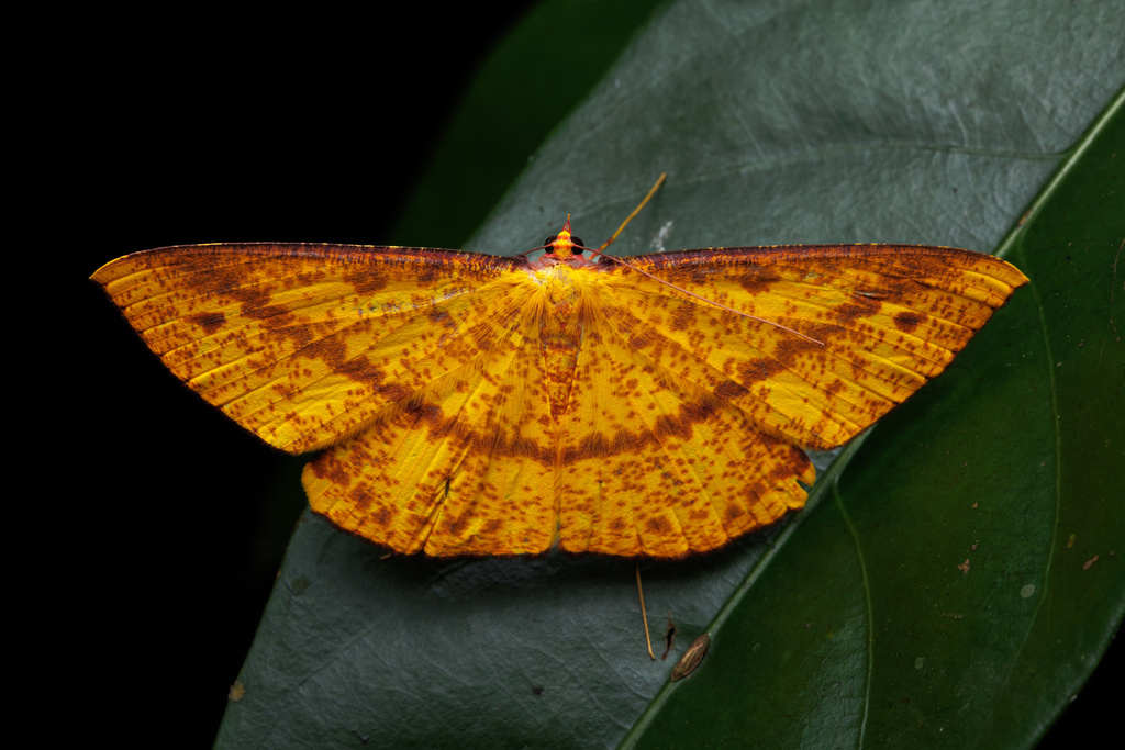 Eumelea duponchelii