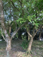 Ficus ampelos