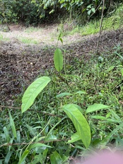 Passiflora ambigua