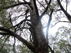 Eucalyptus eugenioides