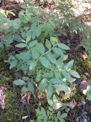 Vaccinium myrtilloides image