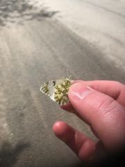 Euchloe ausonides mayi