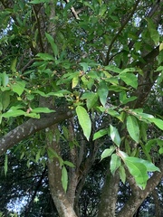 Ficus ampelos
