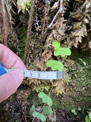 Passiflora lancearia