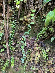 Passiflora lancearia