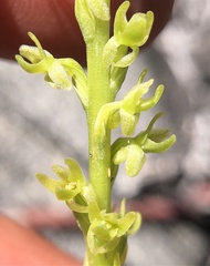 Platanthera colemanii