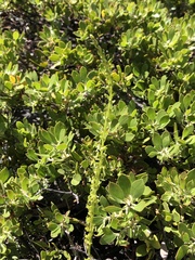 Platanthera colemanii