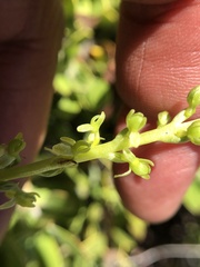 Platanthera colemanii