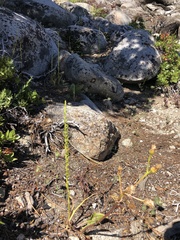 Platanthera colemanii