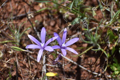 Brodiaea rosea