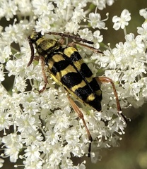 Strophiona tigrina