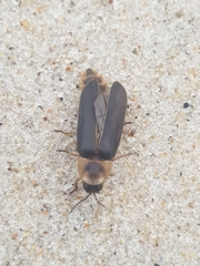 Nyctophila reichii