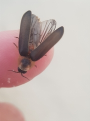 Nyctophila reichii