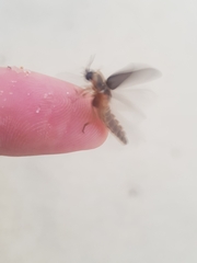Nyctophila reichii