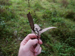 Eucalyptus eugenioides