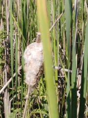 Typha laxmannii