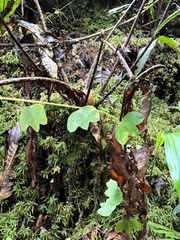 Passiflora lancearia