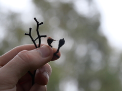 Eucalyptus eugenioides