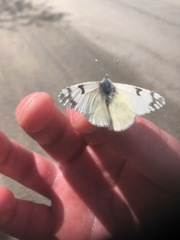 Euchloe ausonides mayi